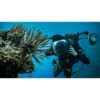 Underwater diver taking a photo of a coral — official PADI Advanced Open Water Diver course image