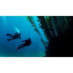 Divers in a kelp forest — official PADI Deep Diver course image