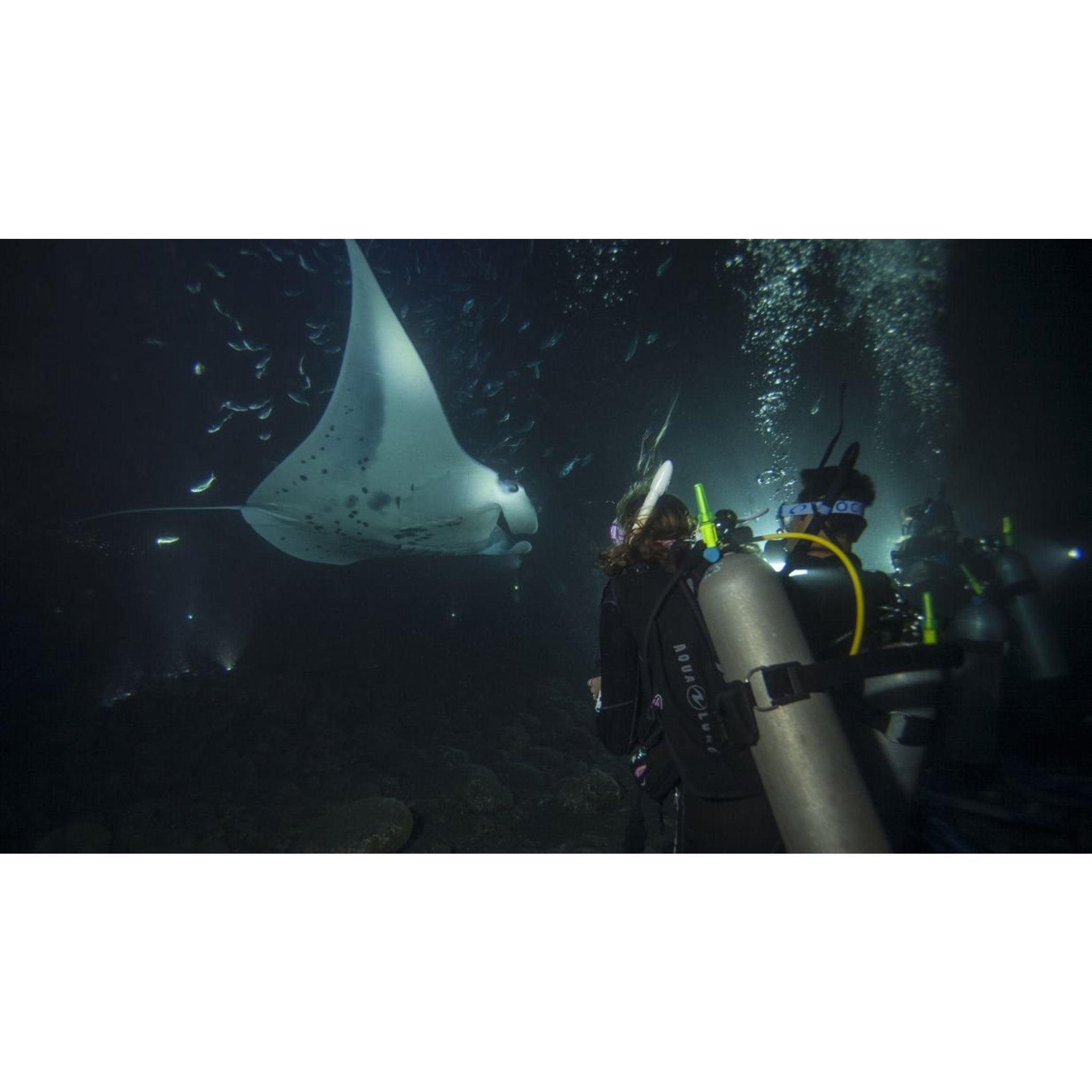Scuba divers observe a large manta ray gliding through the dark ocean during a night dive — official PADI Night Diver course image