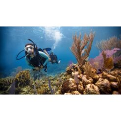 Divers swimming beside coral — official PADI Open Water Diver course photograph